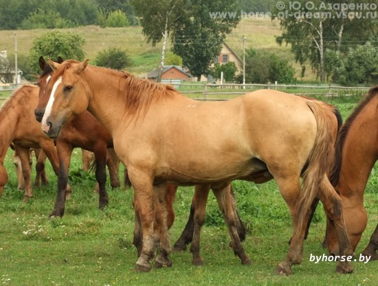 Белорусская упряжная: Боярыня 32